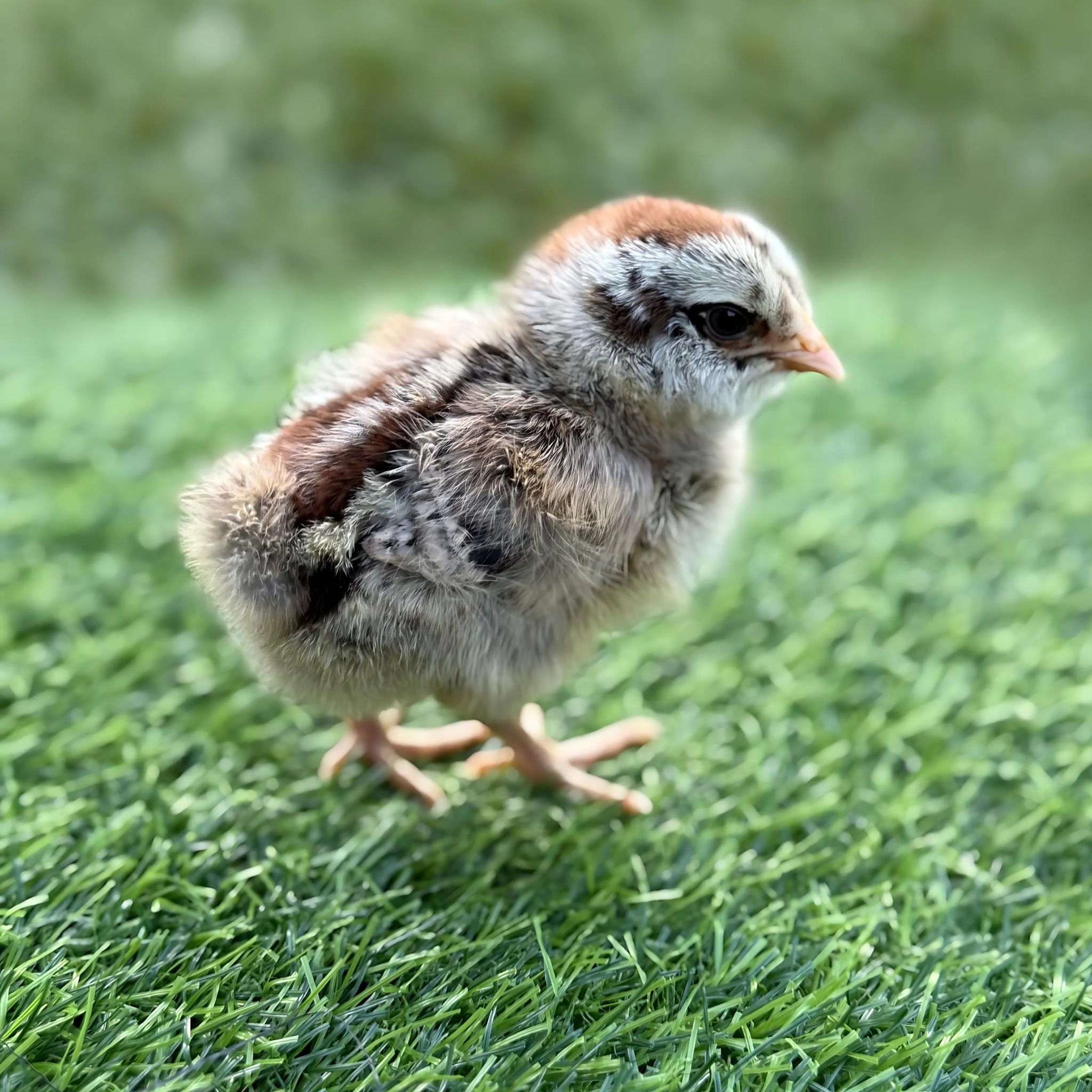The Blue Egger Chicken (Baby Chick) - Chicken Guys Chicago